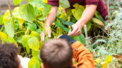 Un adulte et un enfant cueillent ensemble des haricots dans un potager.