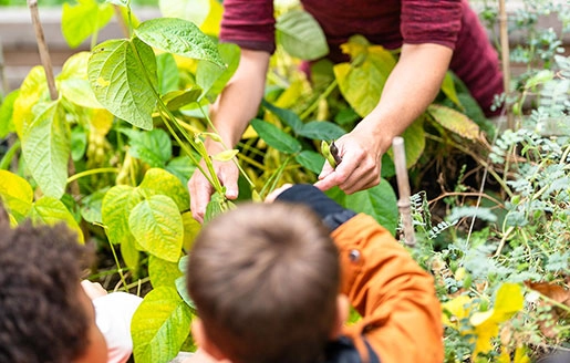 Un adulte et un enfant cueillent ensemble des haricots dans un potager.