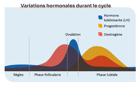 Schéma représentant les variations hormonales durant le cycle.